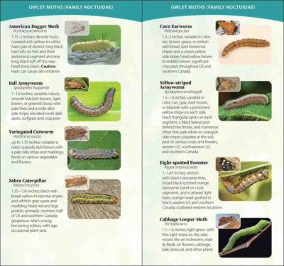 Caterpillars of North America - Image 4
