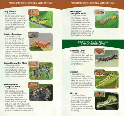 Caterpillars of North America - Image 5