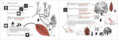 Desert Tree Finder - Image 6