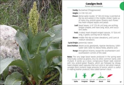 Wildflowers of Arizona Field Guide - Image 4