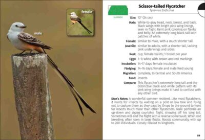 Birds of Kansas Field Guide - Image 3