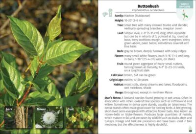 Trees of New England Field Guide - Image 3