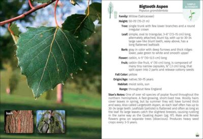 Trees of New England Field Guide - Image 4