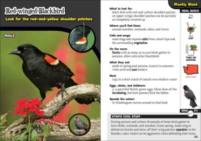 Kids' Guide to Birds of Washington - Image 2