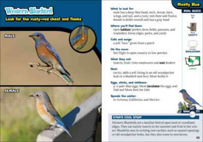 Kids' Guide to Birds of Washington - Image 4