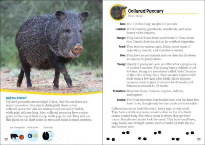 Critters of Texas - Image 3