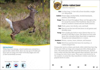 Critters of Texas - Image 4