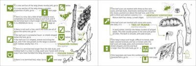Winter Tree Finder - Image 3