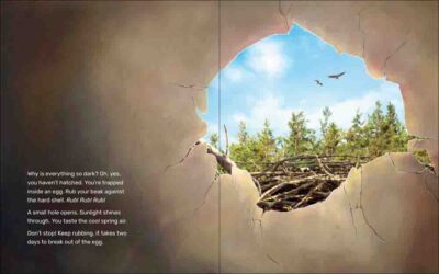 What Will the Eagle Do? - Image 2