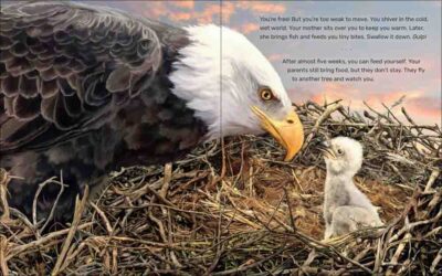 What Will the Eagle Do? - Image 3
