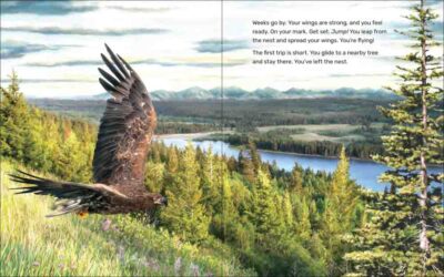 What Will the Eagle Do? - Image 5