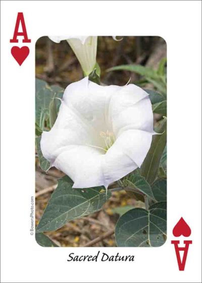 Wildflowers of the Southwest Playing Cards - Image 2