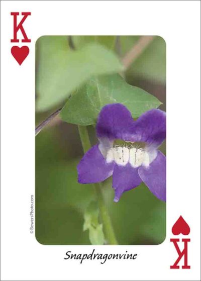 Wildflowers of the Southwest Playing Cards - Image 3