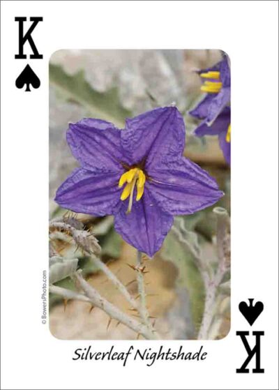 Wildflowers of the Southwest Playing Cards - Image 4