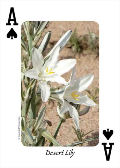 Wildflowers of the Southwest Playing Cards - Image 5