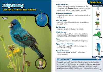 Kids' Guide to Birds of New York - Image 2