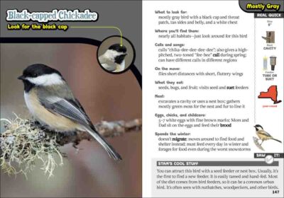 Kids' Guide to Birds of New York - Image 4