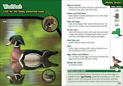 Kids' Guide to Birds of New York - Image 5