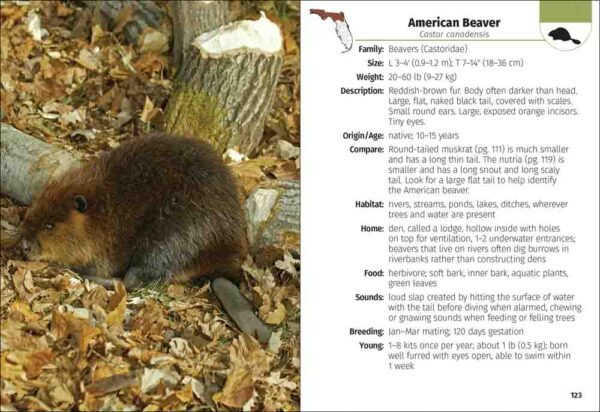 Mammals of Florida Field Guide - Image 2