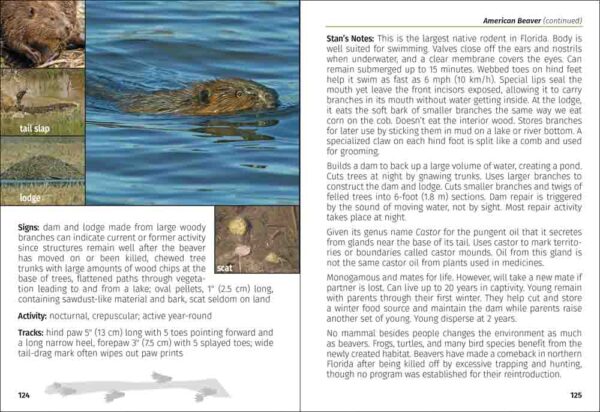 Mammals of Florida Field Guide - Image 3