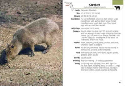 Mammals of Florida Field Guide - Image 4