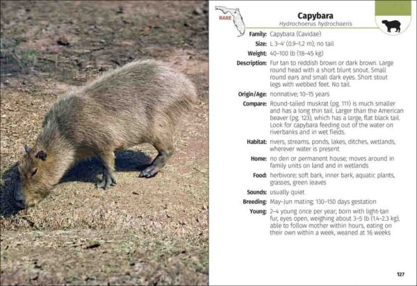 Mammals of Florida Field Guide - Image 4