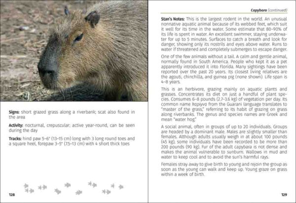 Mammals of Florida Field Guide - Image 5