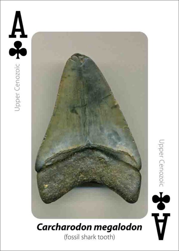 Fossils Playing Cards - Image 2