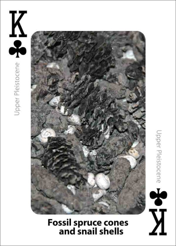 Fossils Playing Cards - Image 3