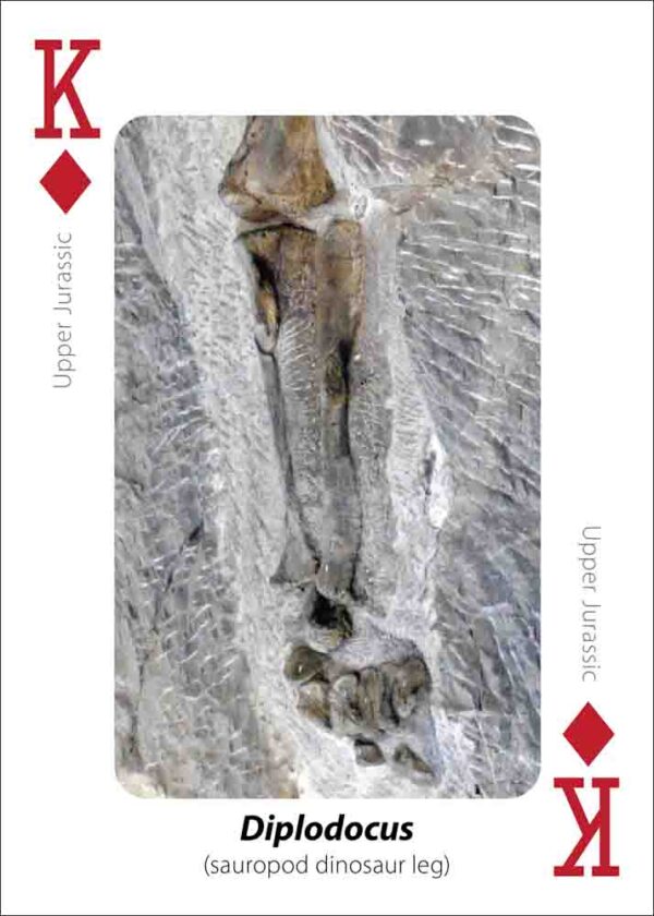 Fossils Playing Cards - Image 5