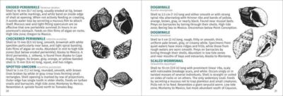 Pacific Intertidal Life - Image 3