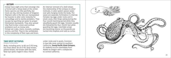 Pacific Intertidal Life - Image 4