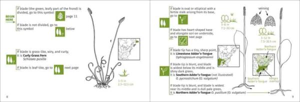 Fern Finder - Image 2