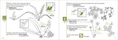 Fern Finder - Image 3