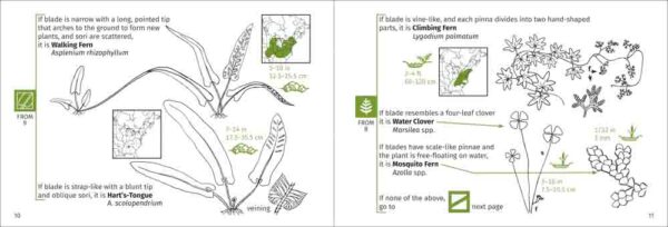 Fern Finder - Image 3