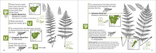 Fern Finder - Image 5