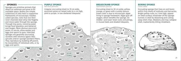 Life on Intertidal Rocks - Image 3