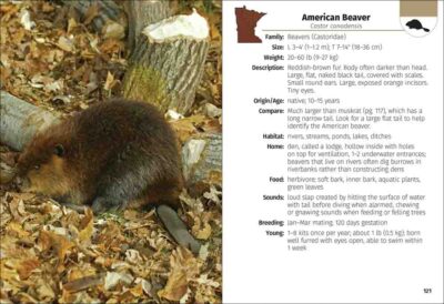 Mammals of Minnesota Field Guide - Image 2