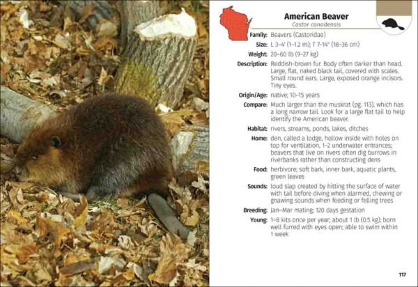 Mammals of Wisconsin Field Guide - Image 2