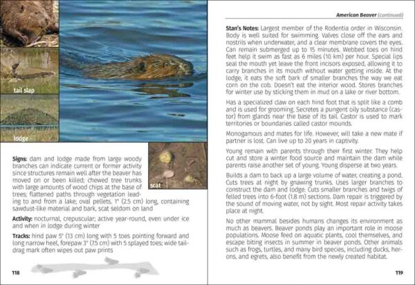 Mammals of Wisconsin Field Guide - Image 3