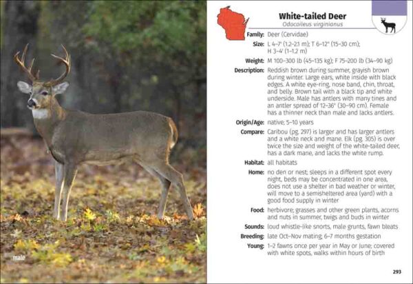 Mammals of Wisconsin Field Guide - Image 4