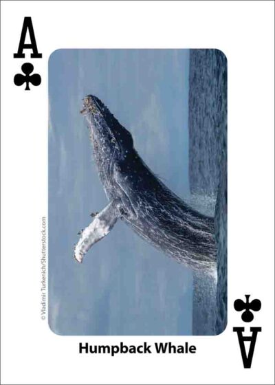 Whales, Dolphins, & Marine Mammals Playing Cards - Image 2