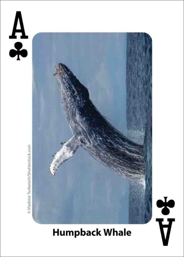 Whales, Dolphins, and Marine Mammals Playing Cards - Image 2