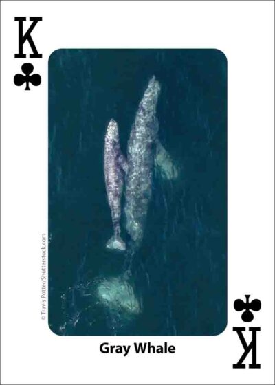 Whales, Dolphins, & Marine Mammals Playing Cards - Image 3