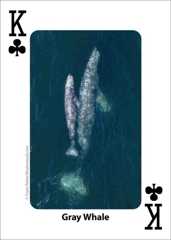 Whales, Dolphins, and Marine Mammals Playing Cards - Image 3