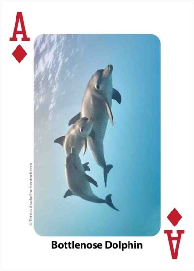 Whales, Dolphins, & Marine Mammals Playing Cards - Image 4
