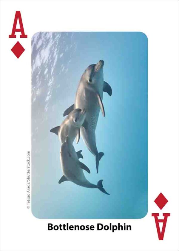 Whales, Dolphins, and Marine Mammals Playing Cards - Image 4