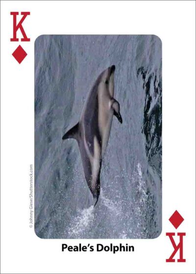 Whales, Dolphins, & Marine Mammals Playing Cards - Image 5