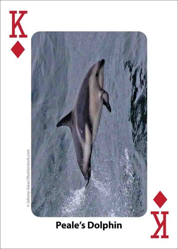 Whales, Dolphins, and Marine Mammals Playing Cards - Image 5