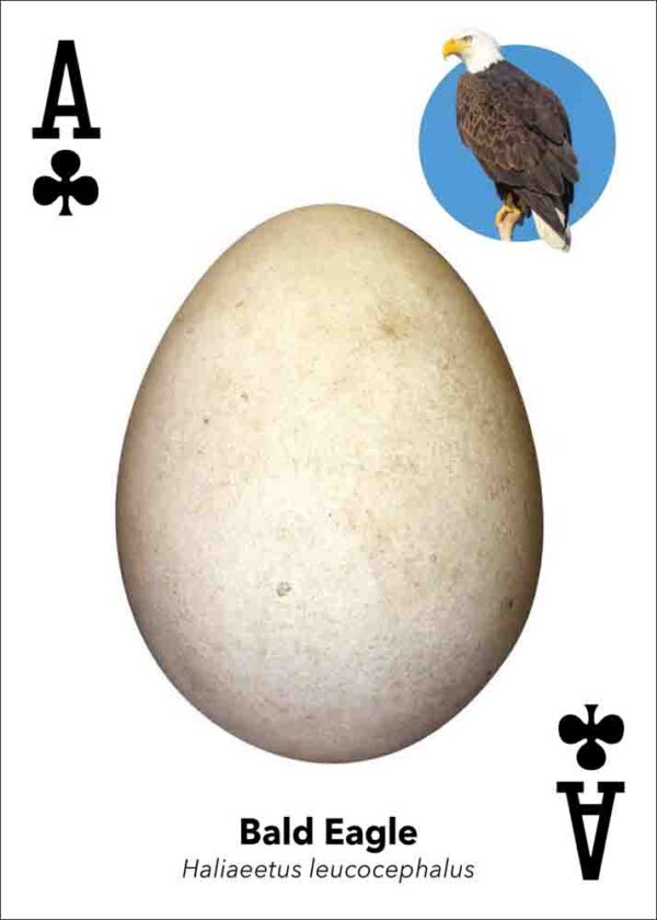 Bird Eggs Playing Cards - Image 2